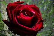 File:Red Rose.jpg