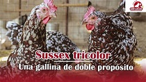 Gallina SUSSEX TRICOLOR | Diferencias y características | Granja San ...