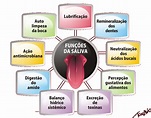 Fisiologia do Sistema Gastrointestinal: Composição salivar e suas funções