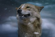 Foto de la película El último lobo (Wolf Totem) - Foto 5 por un total ...