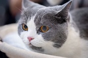 英国短毛猫高清图片下载-正版图片501552515-摄图网