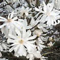 Magnolia stellata ‘Royal Star’ | Kiefer Nursery: Trees, Shrubs, Perennials
