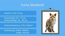 Fuchs • Steckbrief, Besonderheiten · [mit Video]