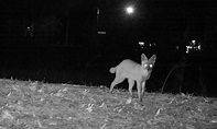 What are Samson foxes? | Wildlife Online