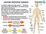 Biología didáctica: NSC 5° - Sistema Nervioso