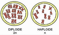 Las células diploides se producen al finalizar el proceso de mitosis ...