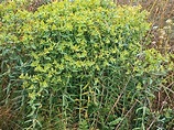 Euphorbia lathyris Profile – California Invasive Plant Council