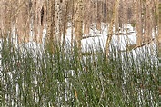 Forest Reeds Photograph by Dan Sabin - Fine Art America