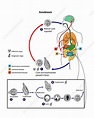Entamoeba histolytica life cycle - Stock Image - C054/3065 - Science ...