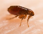 Pictures of Fleas: Photo Gallery of Flea Images | Waltham Pest Services