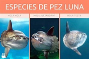 PEZ LUNA - Características, especies, hábitat, alimentación y ...