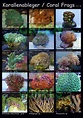 GREEN CORALS