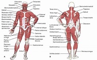 The Musculoskeletal System (Structure and Function) (Nursing) Part 4