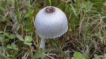 Mushroom Bloom Macro 4K Timelapse - YouTube