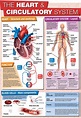 GCSE Science Heart & Circulatory System - A2 Poster – Tiger Moon