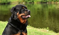 Rottweiler - Todomascota.net