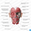 Anatomía de la cabeza: Músculos, arterias y nervios | Kenhub
