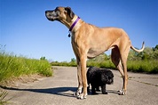 Raças de cachorro grande: conheça tudo sobre | DogHero