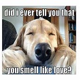 Cute Dog Meme | Credit @ Dump aDay Funny Animal Pictures of the Day ...