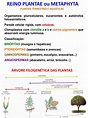 7 Reino Plantae Exercícios | Flores | Musgo