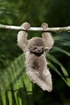 International Sloth Day: 21 things you never knew about world's slowest ...