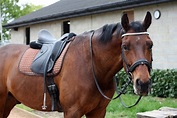 Welche ist die richtige Trense für mein Pferd? | daskleinepferd.de