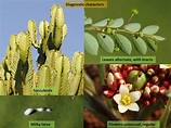 Euphorbiaceae Family Characteristics