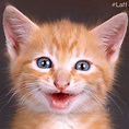 Cat Celebrate GIF by Laff - Find & Share on GIPHY
