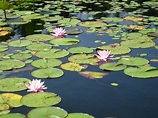 File:Black Moshannon Stae Park water lilies.jpg