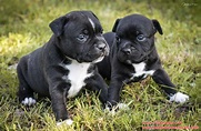 Cuccioli Staffordshire Bull Terrier - Villamagna Dogs