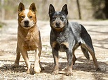 Australian Cattle Dog Breed Info and Care
