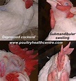 Fowl Cholera | Poultry Health Centre