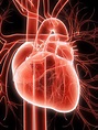 [DIAGRAM] Diagram Of A Heart - MYDIAGRAM.ONLINE