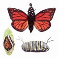 Reversible Monarch Butterfly Lifecycle Hand Puppet. - Toy Sense