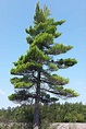 Pine Tree Facts, Types, Identification, Diseases, Pictures