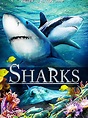 Sharks (in 3D) (película 2012) - Tráiler. resumen, reparto y dónde ver ...