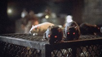Rats - Notte di Terrore (Movie, 1984) - MovieMeter.com