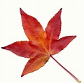 Foto gratis Resolución más alta de hoja otoño para descargar | FreeImages