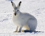 18 animales de la tundra y sus características