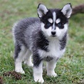 Pomsky Puppies For Sale - Greenfield Puppies | Pomsky puppies, Pomsky ...