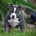 American Bully Pocket: El más pequeño de los pitbulls | Smylepets