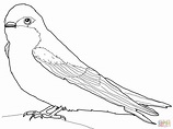 Tree Swallow Page Coloring Pages