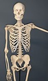 Bones Functions You Need to Know | Med-Health.net