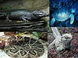 File:Reptiles.jpg - Wikipedia