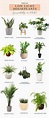 Are you looking to start an indoor plant hobby? This list of low light ...