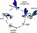 Life Cycle Of Dragonfly Sequence Of Stages Of Development Of Dragonfly ...
