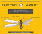 Flying Ants vs. Termites, Termite or Ant?