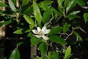 Sweetbay Magnolia | What Grows There :: Hugh Conlon, Horticulturalist ...