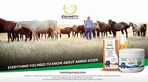 Everything you need to know about Amino acid horse supplements ...