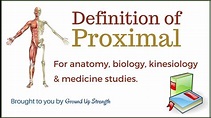 Proximal Definition (Anatomy, Kinesiology, Medicine) - YouTube